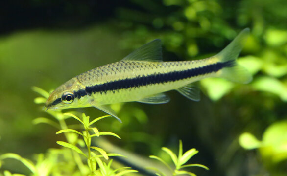 Siamese algae eater
