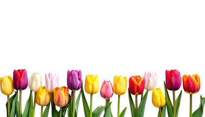 Colorful tulips line the bottom of a black canvas, their vibrant hues contrasting against the dark backdrop