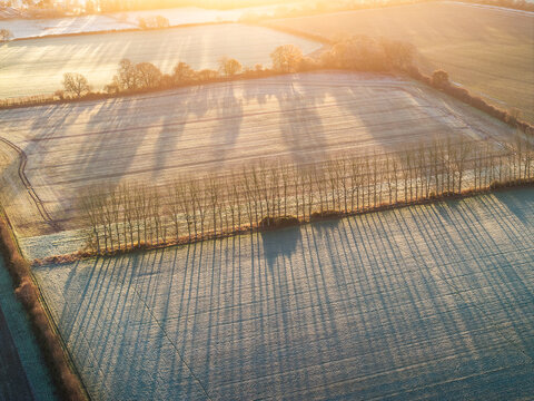 Aerial view of the cold, frosty fields casting long shadows from a line of trees, Thames Valley, Oxfordshire, United Kingdom.