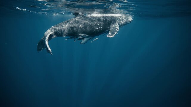 A humpback whale swims close below the surface, rippled sunlight dancing across its back, remoras along belly