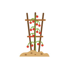  Flat vector illustration of a tomato plant supported by a wooden trellis structure. 