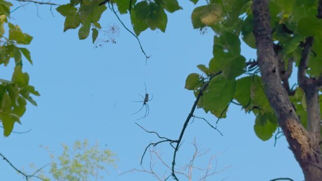 Camera orbiting around One of the world&rsquo;s largest web-spinning spiders called Nephila pilipes, or giant golden orb weaver body size of 30-50 mm and a leg span of up to 20 cm, against blue sky.