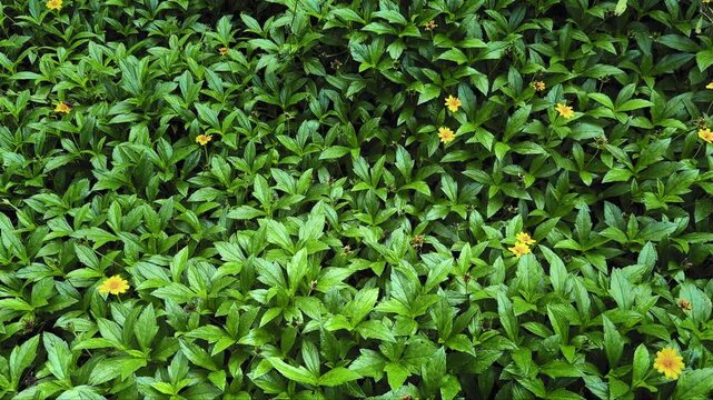 Dense green carpet of Singapore daisy spreads across the frame, small yellow flowers punctuating glossy leaves as the camera tracks smoothly over lush groundcover below.!