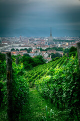 Turin, Italy. Citiscape from the Queen's Villa vineyards.