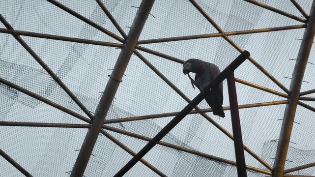 African grey parrot perched high on metal beam inside domed aviary, silhouetted against mesh roof and sky, calm posture, soft daylight, static composition. tranquil scene