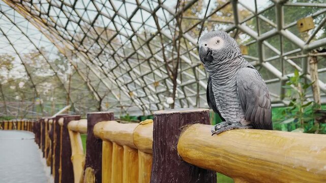 Close-up of an African grey parrot perched on a smooth wooden railing inside a geometric aviary, layered grey feathers and curved beak lit by soft daylight.