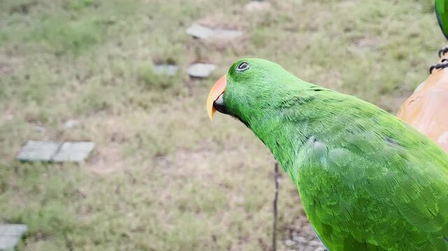 Close-up of a green male eclectus parrot perched quietly, vivid emerald feathers and orange beak in soft daylight, blurred grassy ground behind, static framing. outdoors!
