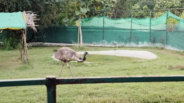 A female emu walks across a grassy enclosure as the camera pans, highlighting shaggy brown feathers, long legs, and the bird&rsquo;s calm, steady movement.!