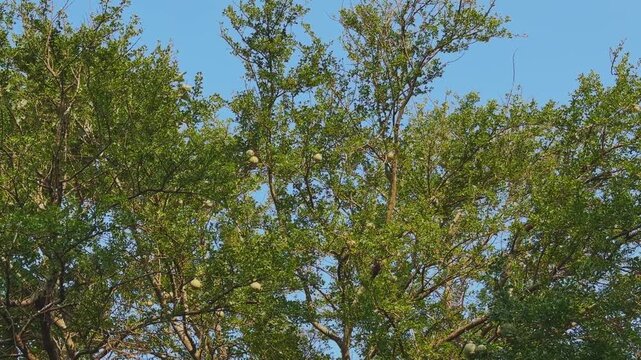 A wide canopy of wood apple tree displays multiple round kaitha fruits hanging among dense green leaves under a clear blue sky.