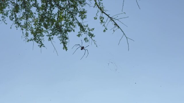 A female giant golden orb weaver hangs suspended on her web, long legs stretched wide as she silhouettes against a clear blue sky backdrop above sun!!