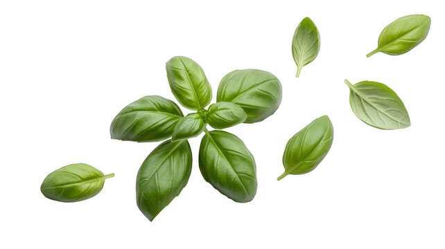 Green basil leaves isolated on a transparent background