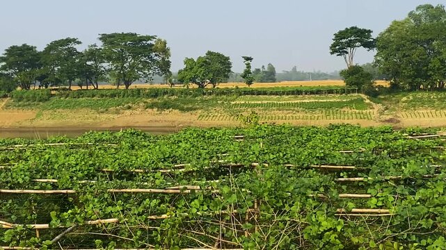 Hyacinth bean fields in rural Bangladesh with green trellised rows and surrounding farmland, showing traditional lablab bean cultivation during the growing season.