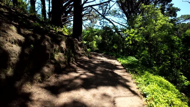 Mount Victoria forest trail Lord of the Rings