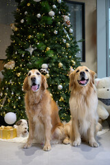 Two golden retrievers sat in front of the Christmas tree.