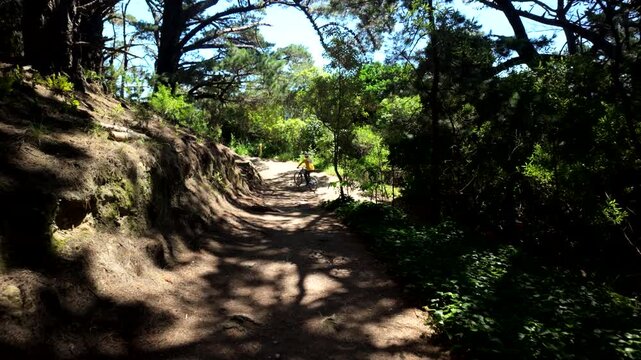 Sunny forest bike route with cyclists