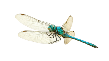 Isolated Dragonfly Macro. Stunning Detailed Blue and Green Insect Against a Plain Backdrop