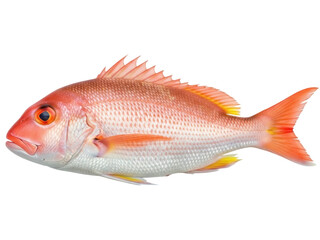 Isolated Red Snapper fish ready to cook, eat, or swim off. Healthy seafood delicacy