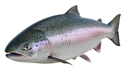 Isolated Rainbow Trout, a popular freshwater fish for food and game fishing, front view