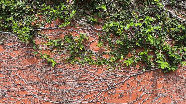 video of green vine leaves and dried branches cover an orange textured wall creating contrast between living growth and natural decay.
