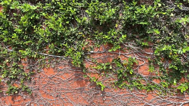 video of green vine leaves spreading over an orange textured wall creating a dense organic pattern with natural urban character.

