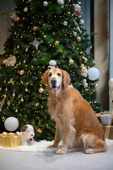 The golden retriever sits in front of the Christmas tree.