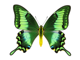 Isolated green butterfly, majestic emerald swallowtail with striking patterns and vibrant hues