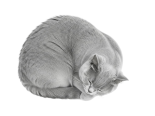 Isolated gray cat curled up sleeping peacefully in a tight ball, domestic British Shorthair pet