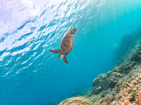 ゆったり泳ぐアオウミガメ, Green Turtle, Green Sea Turtle, Chelonia mydas, ウミガメ科,
美しいサンゴ礁と熱帯魚の群れ。
阿嘉ビーチ阿嘉島沖縄県
島尻郡慶良間諸島座間味島-2025
沖縄本島から40km西方の諸島。30以上の島嶼群全体が国立公園に指定。珊瑚礁の青い海と白い砂浜は世界屈指の美。貴重な動植物が多数生息。
