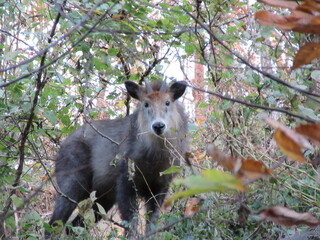 ニホンカモシカ