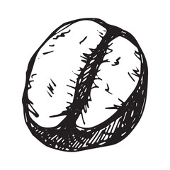 Hand drawn fresh roasted coffee bean Arabica robusta seed doodle Single element for print, web, design, decor
