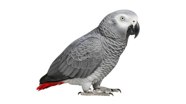 Isolated African Grey parrot in studio with vivid colors, bird standing on legs, feathered wings