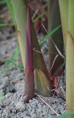 Galangal sprouts from the ground