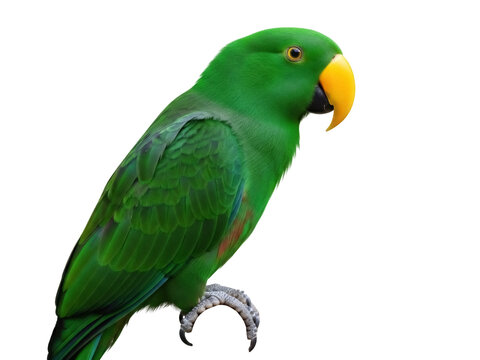 Isolated Parrot poses in the sunlight with bright green feathers and yellow beak outdoors