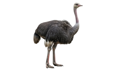 Isolated greater rhea standing attentively, curious bird with long neck on plain backdrop