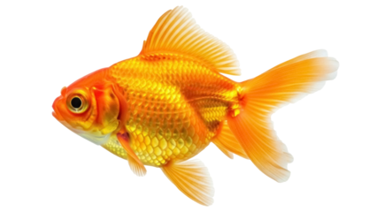 Isolated Goldfish in swimming position for commercial or education projects, animal pet