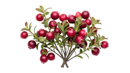 Isolated lingonberry bush with mature red fruits ready for harvest, a beautiful arrangement