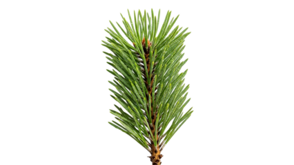 Pine branch with needles isolated on white background