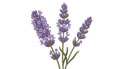 Isolated Fresh Lavender sprigs with purple flowers and green leaves, botanical illustration