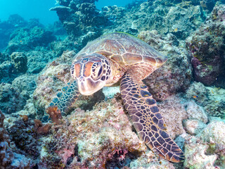 ゆったり泳ぐアオウミガメ, Green Turtle, Green Sea Turtle, Chelonia mydas, ウミガメ科,
美しいサンゴ礁と熱帯魚の群れ。
阿嘉ビーチ阿嘉島沖縄県
島尻郡慶良間諸島座間味島-2025
沖縄本島から40km西方の諸島。30以上の島嶼群全体が国立公園に指定。珊瑚礁の青い海と白い砂浜は世界屈指の美。貴重な動植物が多数生息。
