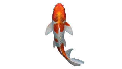 Isolated Koi fish from above swimming gracefully in water, beautiful orange and white scales