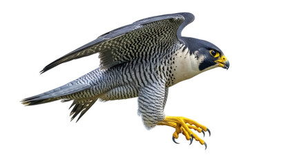 Isolated Peregrine Falcon with wings spread, on the hunt, looking down aggressively