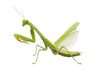 Isolated Green praying mantis insect with wings in defensive pose against predators