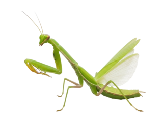 Isolated Green praying mantis insect with wings in defensive pose against predators