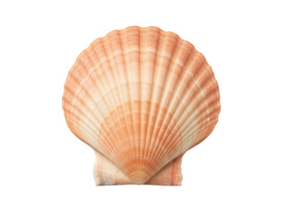 Isolated, single pink and cream scallop shell has a ridge pattern, natural and neutral