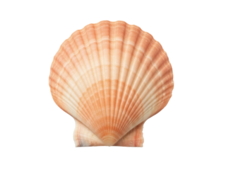 Isolated, single pink and cream scallop shell has a ridge pattern, natural and neutral