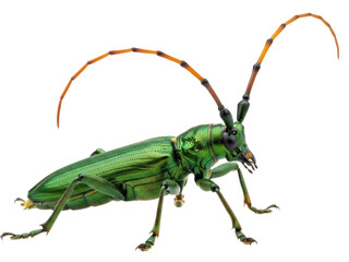 Isolated Metallic Green Longhorn Beetle with Antennae Curving Upward, Insect Macro