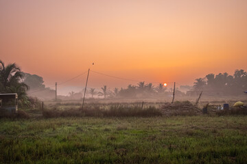 Landscape in the morning. Beautiful scenic view of a rice field farm in rural India.