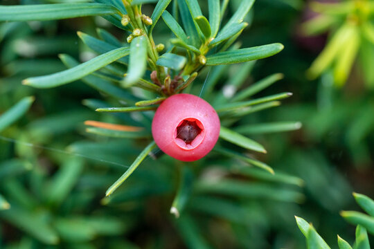 Macro of red yew tree fruit with green leaves in background