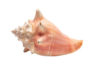 Isolated conch shell, marine life from the ocean, seashell from the sea, beautiful, unique shape
