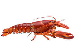 Isolated Red Lobster with Large Claws Cooked as Seafood Meal Ready to Eat Delicacy